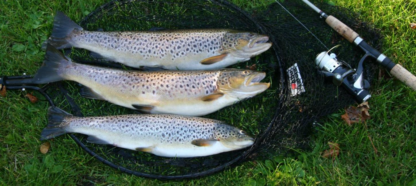 Årstider ved Mariager Fjord - lystfiskeri