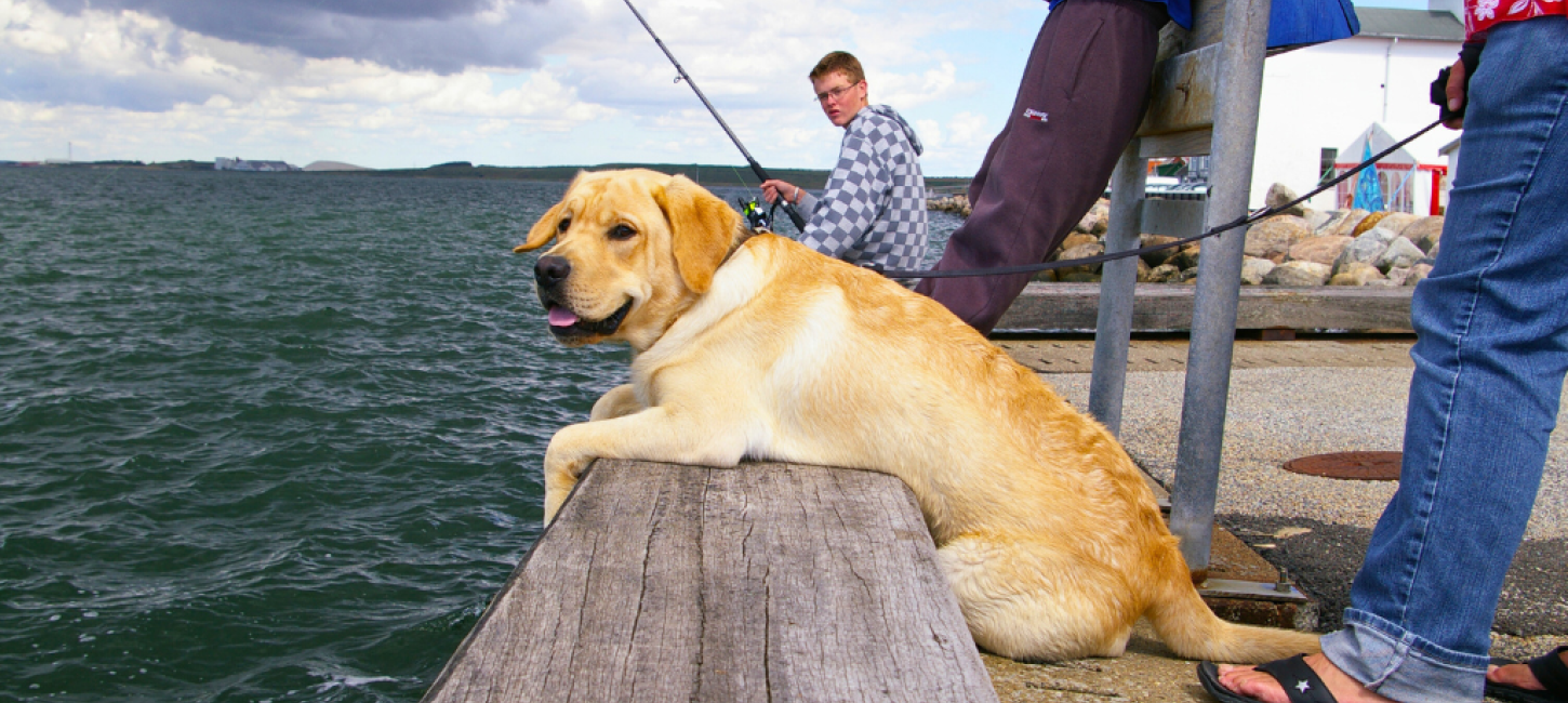 Hund på fisketur