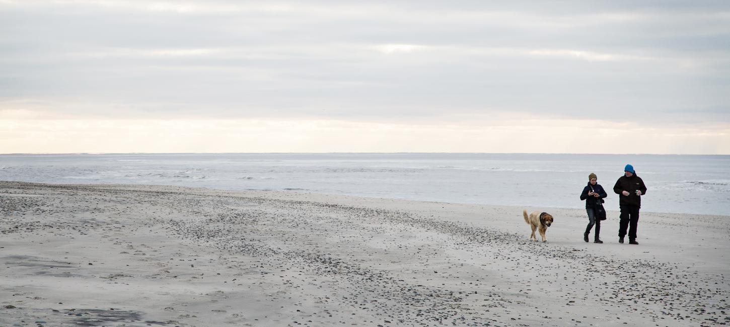 Hund på strand