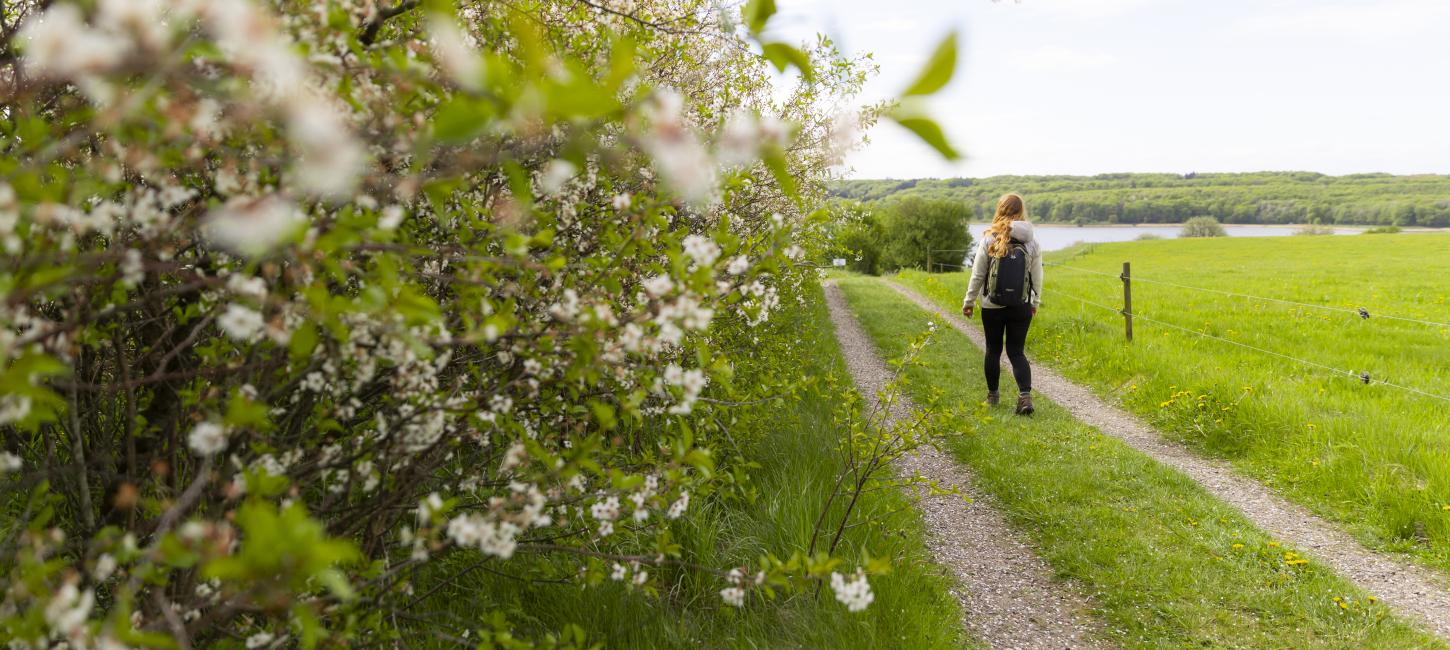 Bramslev Bakker, vandring, natur