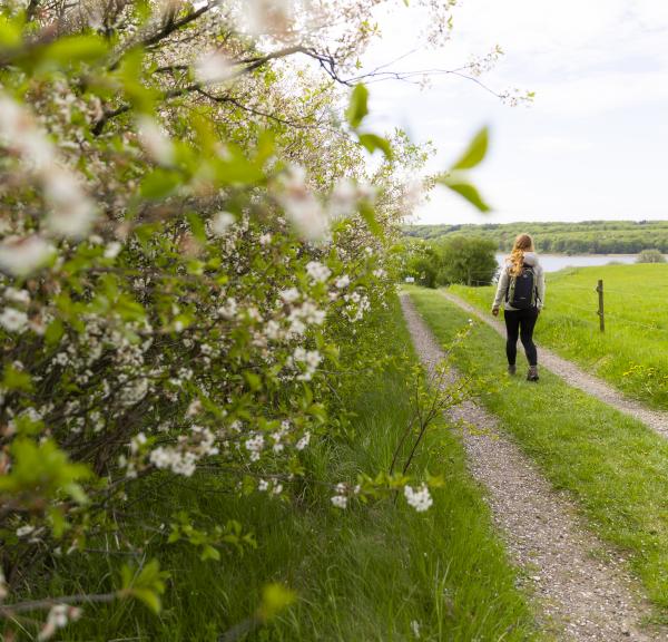 Bramslev Bakker, vandring, natur