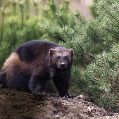 Randers Regnskov - Jærv