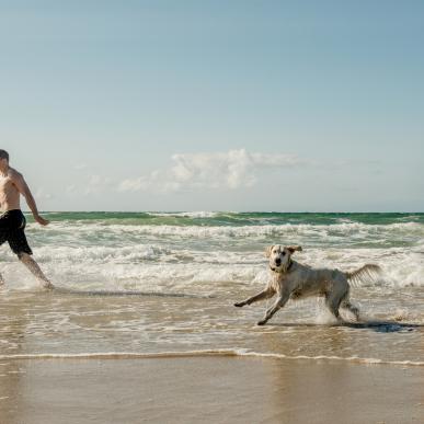 Hund på stranden