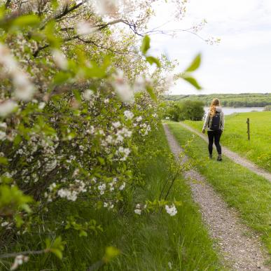 Bramslev Bakker, vandring, natur