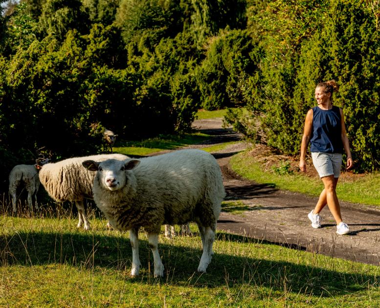 Vandring på Panorama-ruten