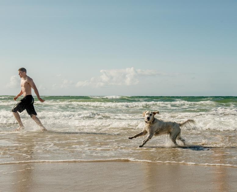 Hund på stranden